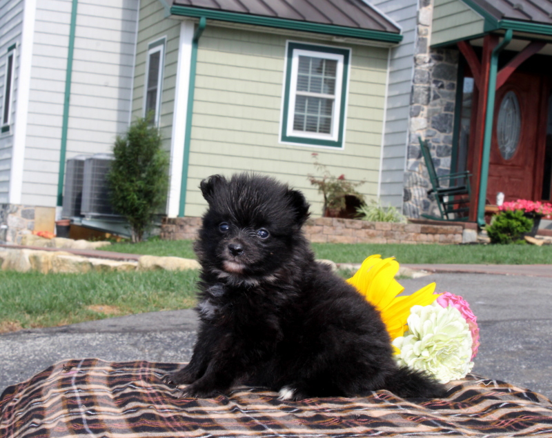 puppy, for, sale, Pomeranian, Matthew B. Stoltzfus, dog, breeder, Gap, PA, dog-breeder, puppy-for-sale, forsale, nearby, find, puppyfind, locator, puppylocator, aca